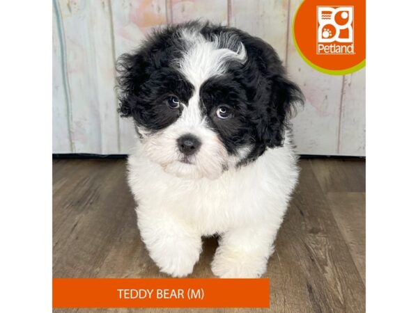 Teddy Bear-Dog-Male-Black / White-1321-Petland Charleston