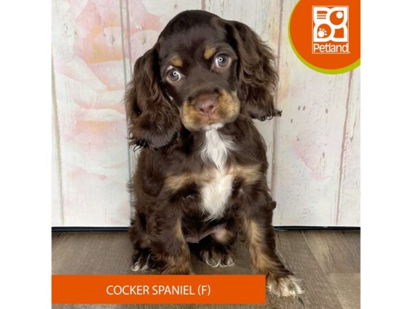 Cocker Spaniel-Dog-Female-Chocolate-1315-Petland Charleston