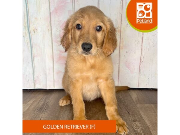 Golden Retriever-Dog-Female-Dark Golden-1307-Petland Charleston