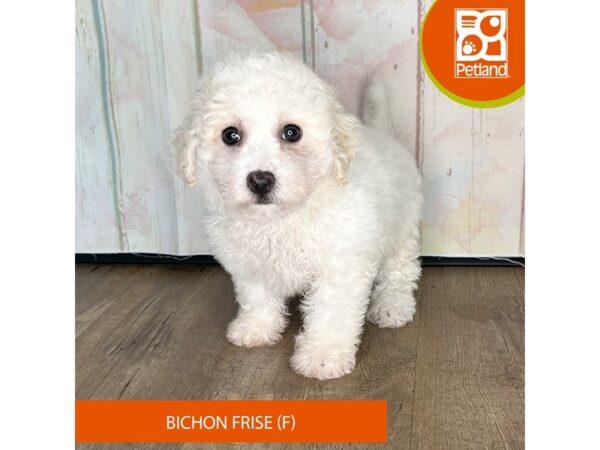 Bichon Frise-Dog-Female-White-1319-Petland Charleston