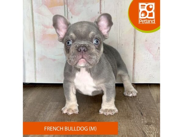 French Bulldog-Dog-Male-Lilac / Tan-1318-Petland Charleston