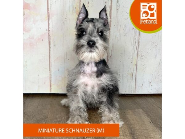 Miniature Schnauzer-Dog-Male-Blue Merle-1317-Petland Charleston