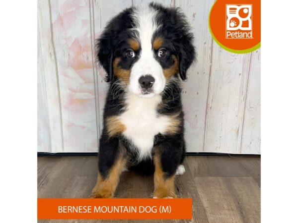Bernese Mountain Dog-Dog-Male-Tri-Colored-1316-Petland Charleston