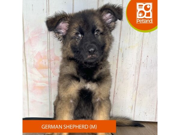 German Shepherd Dog-Dog-Male-Sable-1311-Petland Charleston