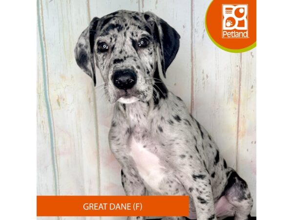 Great Dane-Dog-Female-Blue Merlequin-1330-Petland Charleston