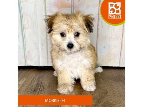 Morkie-Dog-Female-Gold-1326-Petland Charleston