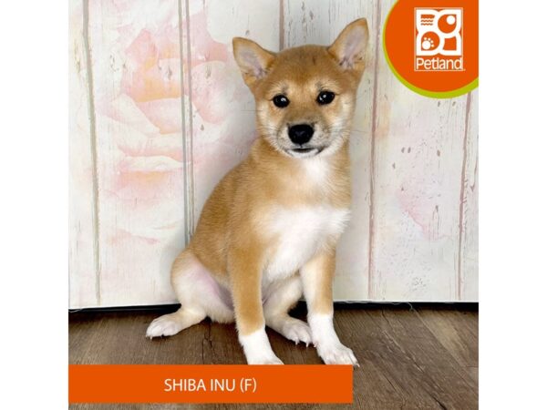 Shiba Inu-Dog-Female-Red Sesame-1325-Petland Charleston