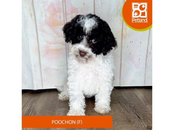 Poochon-Dog-Female-White / Cream-1320-Petland Charleston