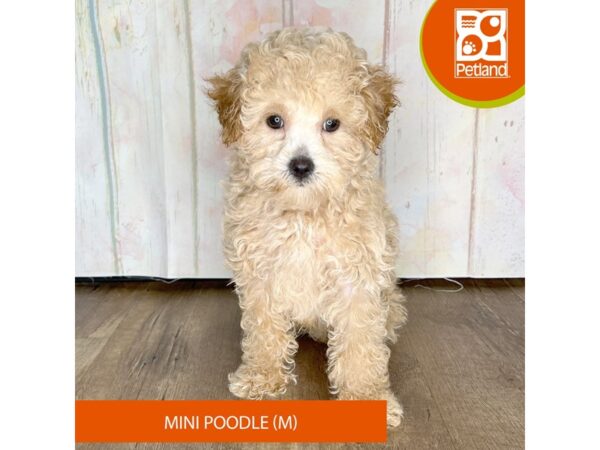 Poodle Mini-Dog-Male-Apricot-1333-Petland Charleston
