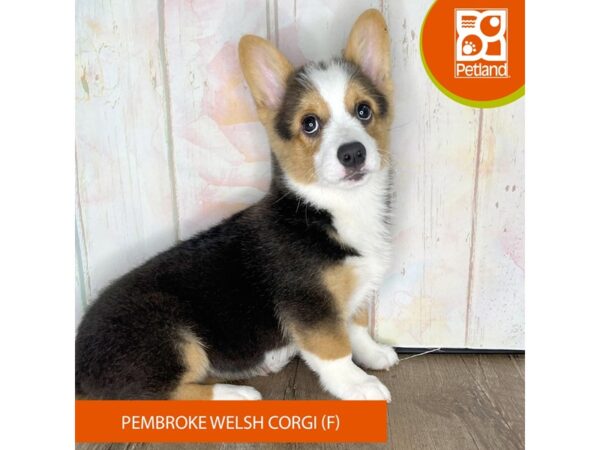 Pembroke Welsh Corgi-Dog-Female-Black Tan / White-1309-Petland Charleston