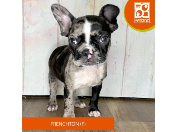 Frenchton-Dog-Female--1344-Petland Charleston