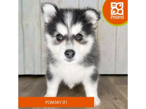 Pomsky-Dog-Female-Black / White-1348-Petland Charleston