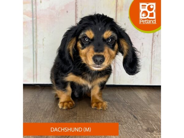 Dachshund-Dog-Male-Chocolate / Tan-1361-Petland Charleston