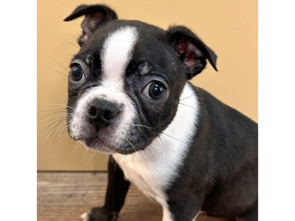 Boston Terrier – 1766